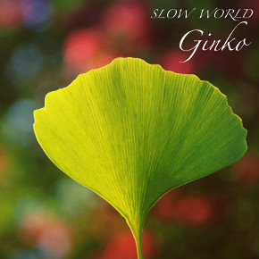SLOW WORLD-Ginko